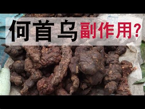 何首烏 什麼人不能吃|何首烏：全面了解及其食用禁忌、功能和方法 – 杏壇中。